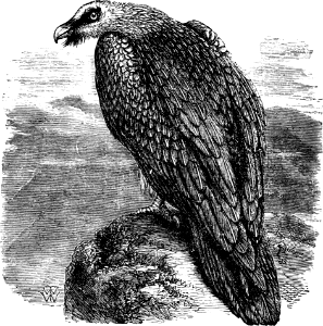 Lammergeier or Ossifrage (Deuteronomy 14 v12)