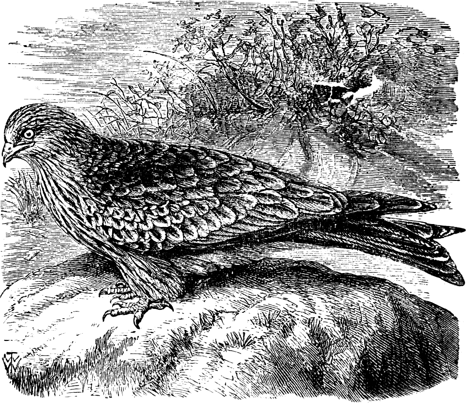 Kite or Vulture (Job 28 v7)
