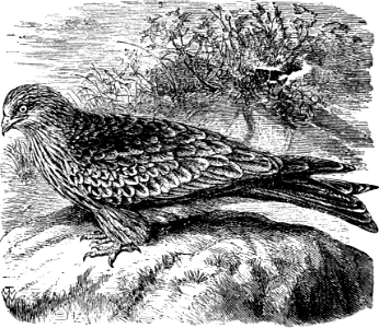 Kite or Vulture (Job 28 v7)
