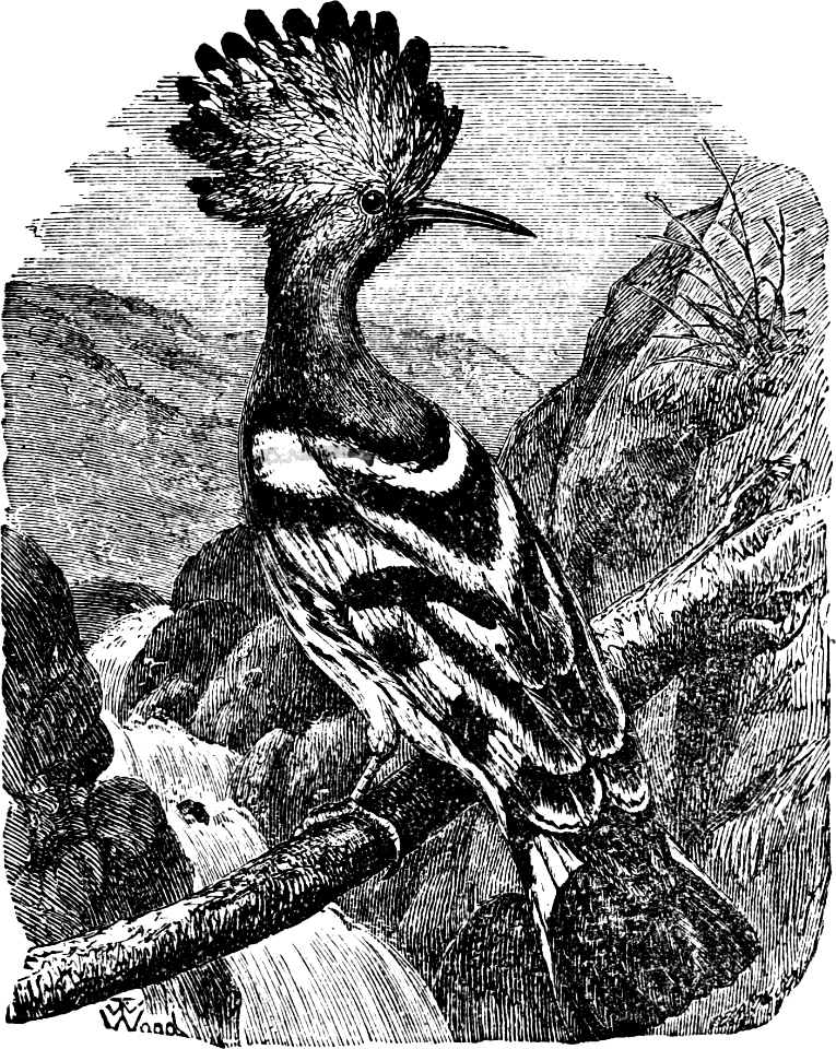 Hoopoe