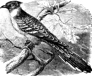 Great Spotted Cuckoo (Leviticus 11 v16, Deuteronomy 14 v15)