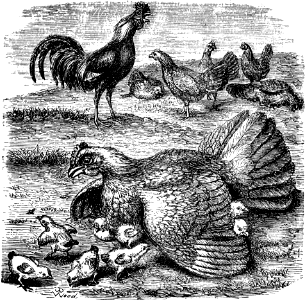 Domestic Fowl (Luke 13 v34)