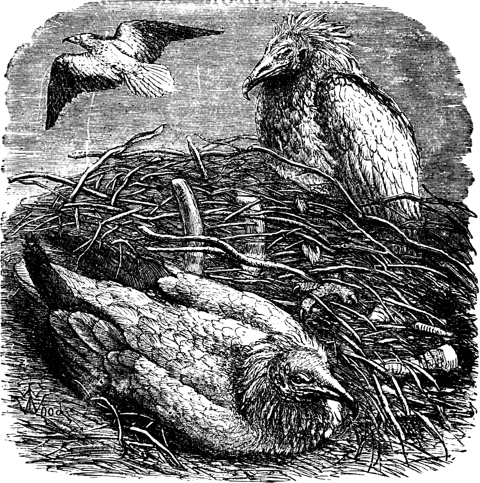 Egyptian Vulture or Gier-Eagle (Deuteronomy 14 v17)