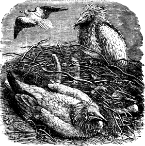 Egyptian Vulture or Gier-Eagle (Deuteronomy 14 v17)
