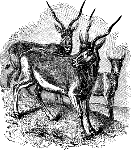 Addax or Pygarg (Deuteronomy 14 v4-5)