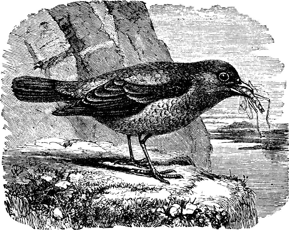 Blue Thrush, or Sparrow (Psalm 102 v7)