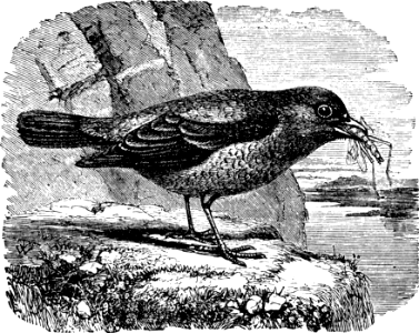 Blue Thrush, or Sparrow (Psalm 102 v7)