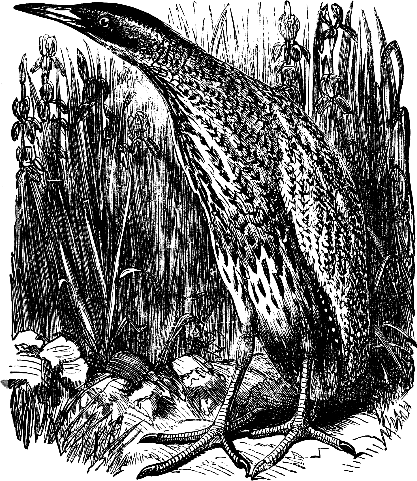 Bittern (Isaiah 14 v28)