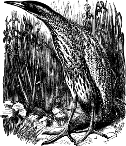 Bittern (Isaiah 14 v28)