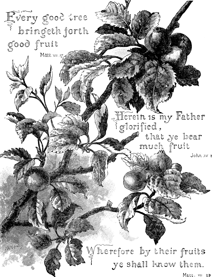 104 Poster - Matthew 07 v17 A Good Tree brings forth Good Fruit
