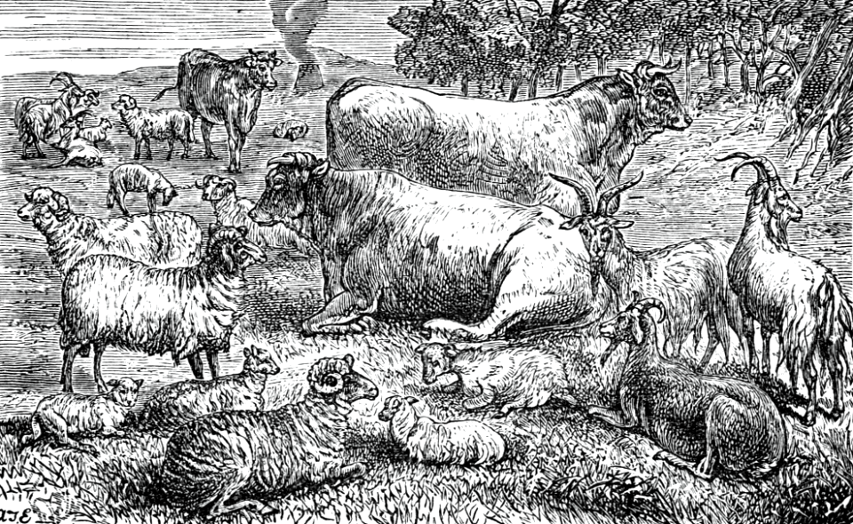 89 Sacrificial Animals