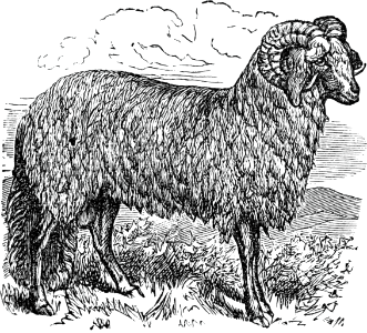 90 Sheep