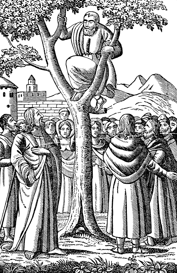 15 Zaccheus in the Sycamore Tree