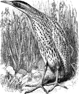 Bittern (Isaiah 14 v23)