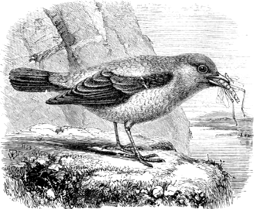 Blue Thrush (Sparrow - Psalm 102 v7)