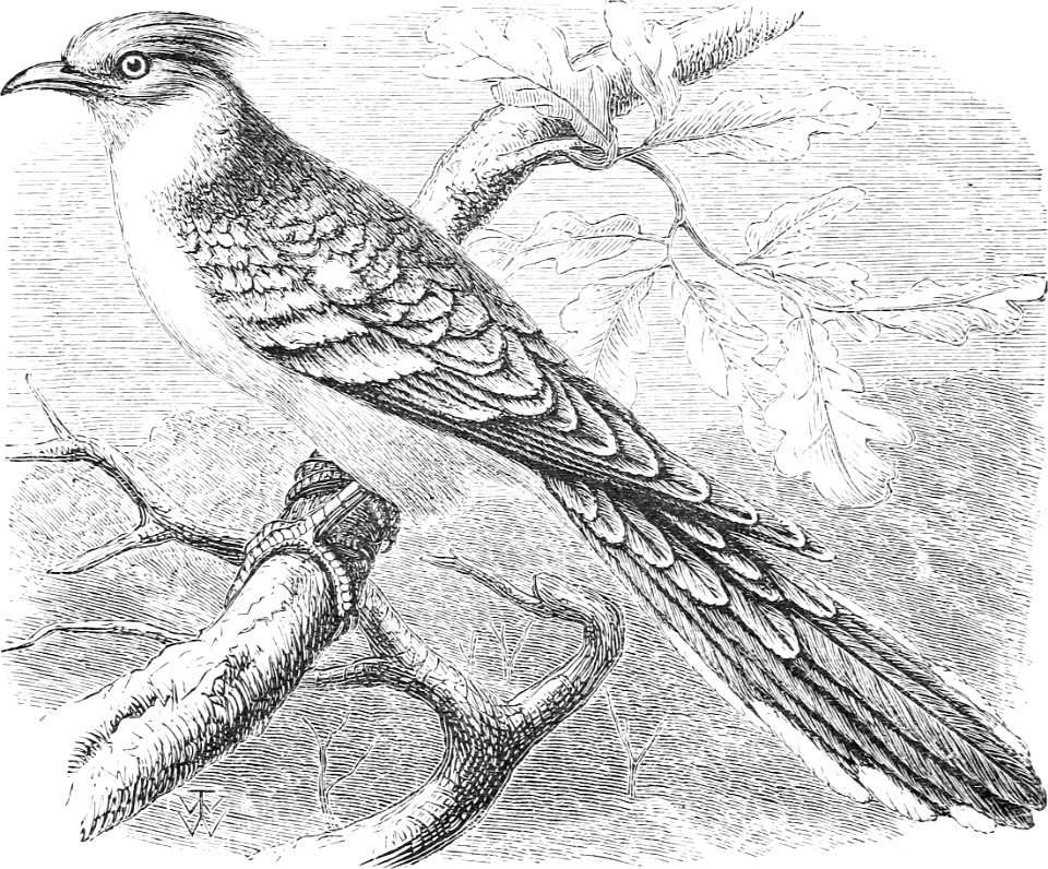 Great Spotted Cuckoo (Leviticus 11 v16 - Deuteronomy 14 v15)
