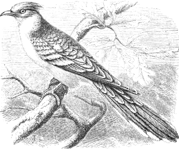 Great Spotted Cuckoo (Leviticus 11 v16 - Deuteronomy 14 v15)