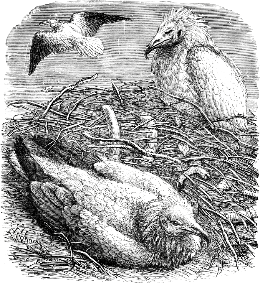 Gier-Eagle (Deuteronomy 14 v17)