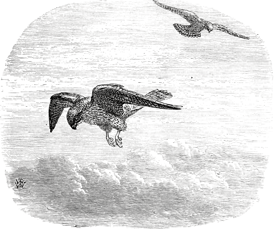 Kestrel (Hawk - Job 39 v26)