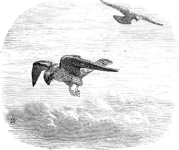 Kestrel (Hawk - Job 39 v26)