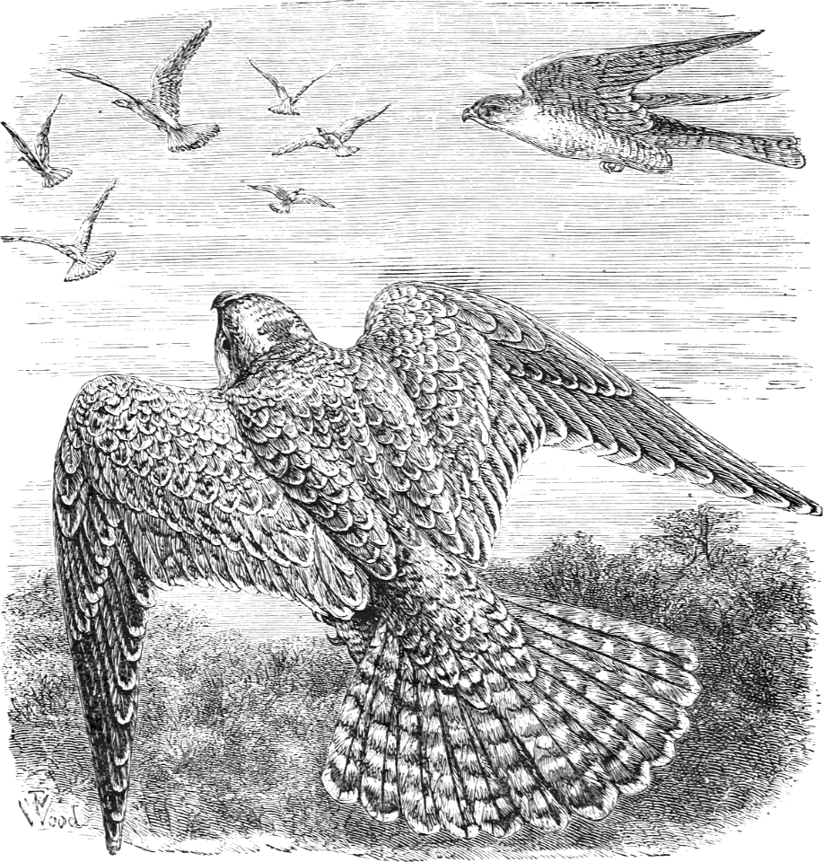 Lanner Falcon