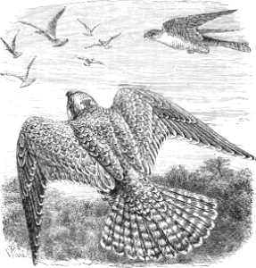 Lanner Falcon