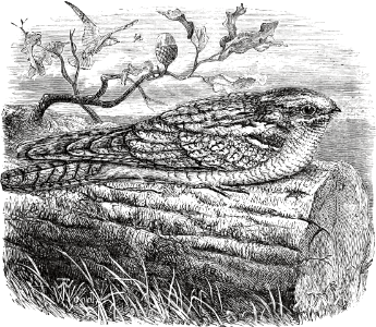 Night-Hawk (Deuteronomy 14 v15)