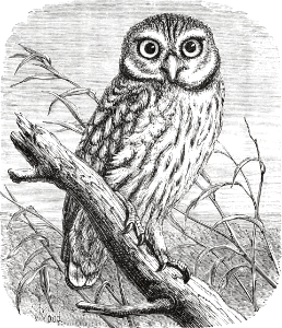 Little Owl (Psalm 102 v6)
