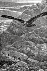 Osprey (Deuteronomy 14 v12)