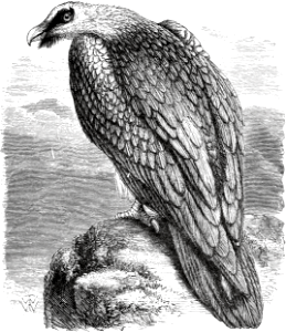 Ossifrage (Deuteronomy 14 v12)