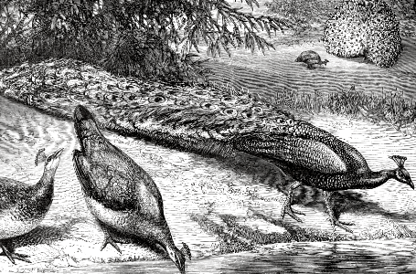 Peacock (1 Kings 10 v22)