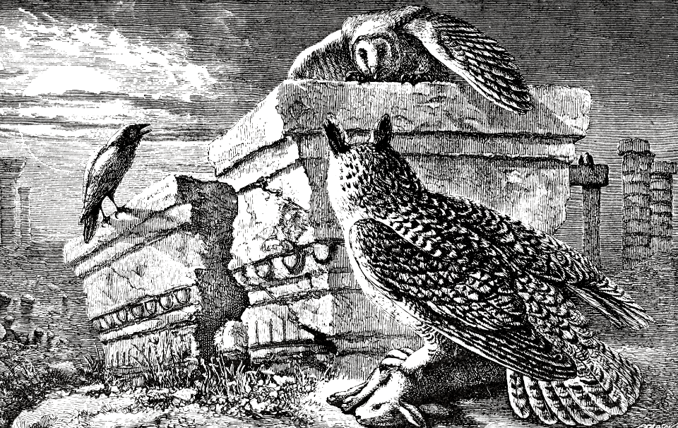 Owl (Job 30 v29)