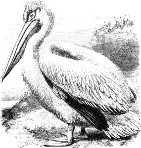 Pelican (Psalm 102 v6). Free illustration for personal and commercial use.