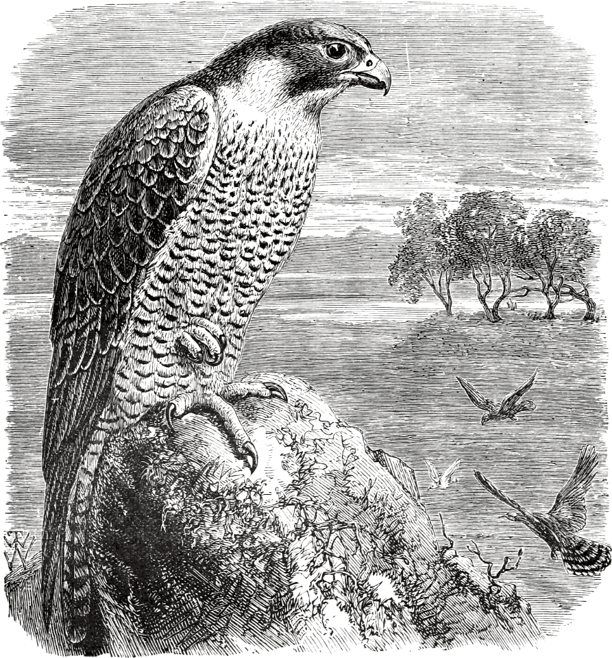 Peregrine Falcon (called Glede) (Deuteronomy 14 v13)