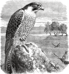 Peregrine Falcon (called Glede) (Deuteronomy 14 v13)