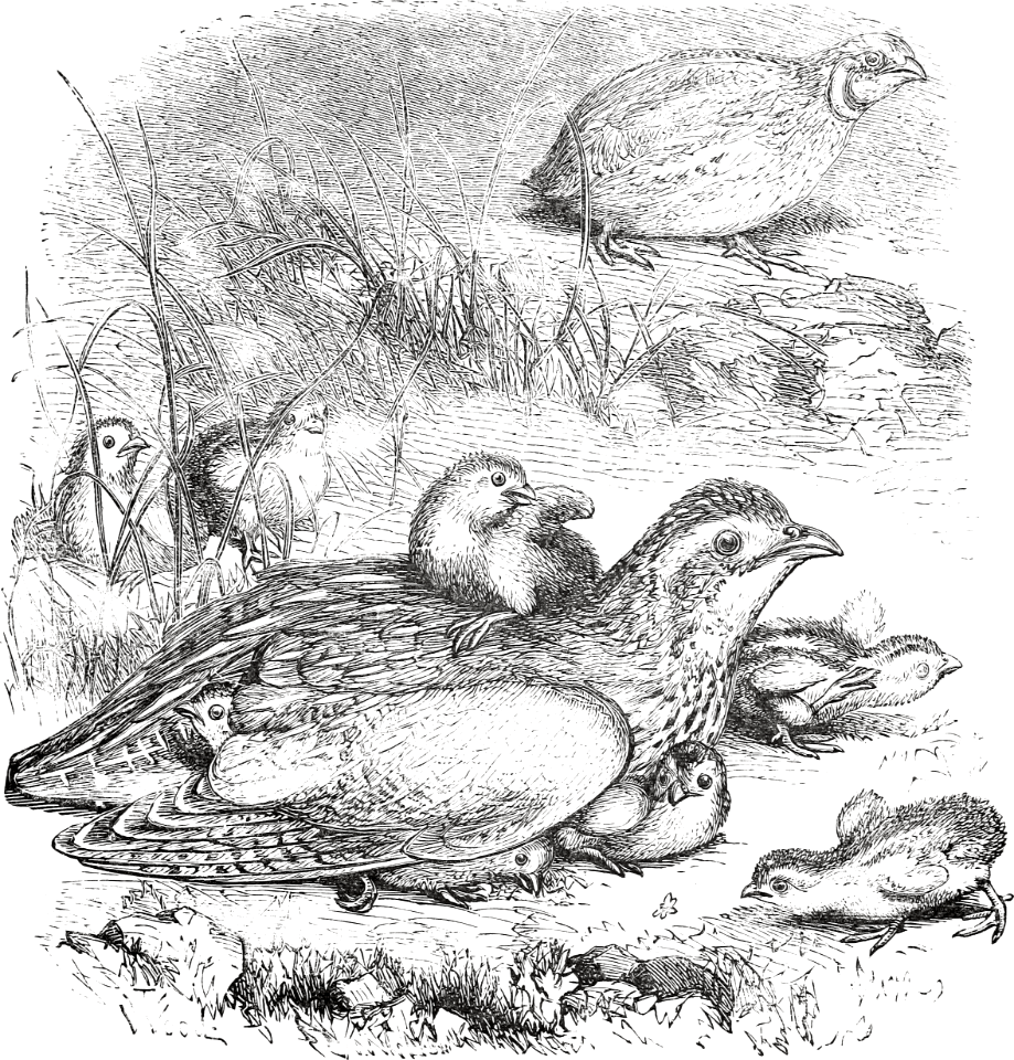 Quail (Psalm 105 v40)