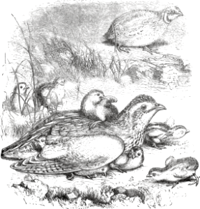 Quail (Psalm 105 v40)