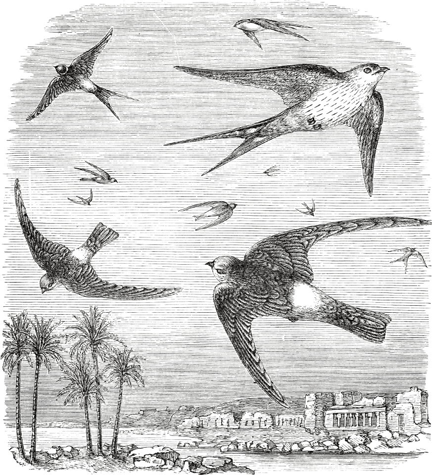Rufus Swallow and Galilean Swift (Jeremiah 8 v7)