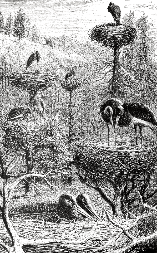 Stork (Psalm 104 v17)