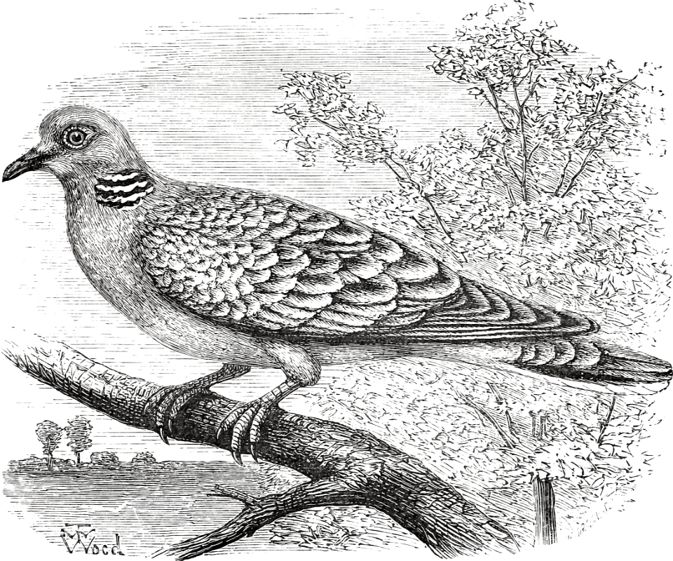 Turtle-Dove (Song 2 v12)