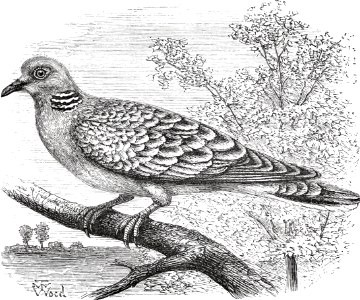 Turtle-Dove (Song 2 v12)