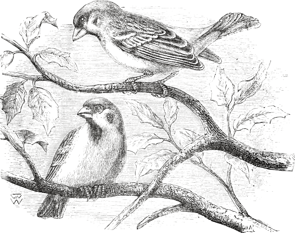 Tree-Sparrow (Psalm 84 v3) - Free Stock Illustrations | Creazilla