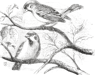 Tree-Sparrow (Psalm 84 v3)