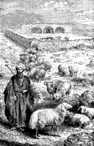 02 Sheep (John 10 v11 I am the Good Shepherd)