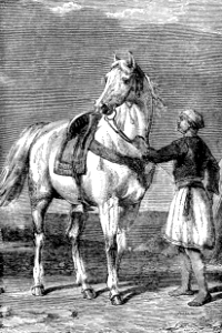 04 Horse (Job 39 v19 Have you given the Horse strength)