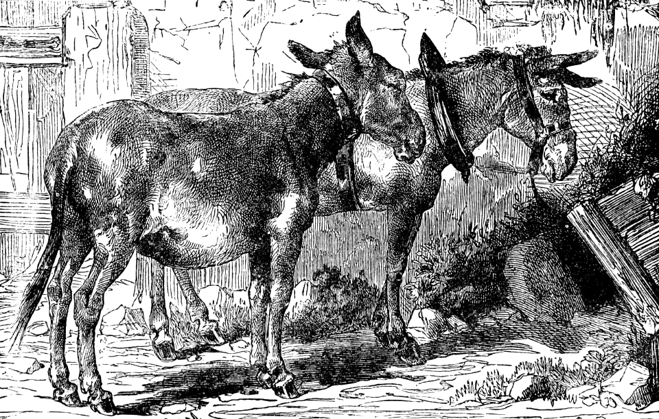 06 Asses (Numbers 22 v28 And the Ass saw the Angel of the Lord)