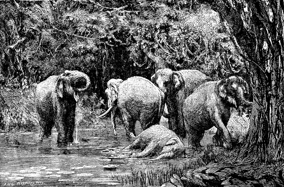 07 Elephants (1 Kings 10 v22 Once in three years came the navy bringing ivory)