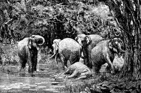 07 Elephants (1 Kings 10 v22 Once in three years came the navy bringing ivory)