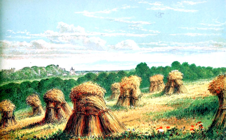 05 Psalm 104 v13-15 The Grain God causes to grow for Cattle and Men