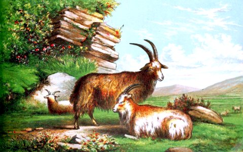 06 Psalm 104 v16-18 The High Hills are a refuge for the Wild Goats. Free illustration for personal and commercial use.